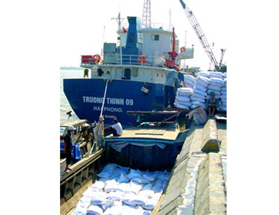 Rice for export is being transported by small vessels at ports along Hau River in the Mekong Delta (Photo: SGGP) Rice for export is being transported by small vessels at ports along Hau River in the Mekong Delta (Photo: SGGP)